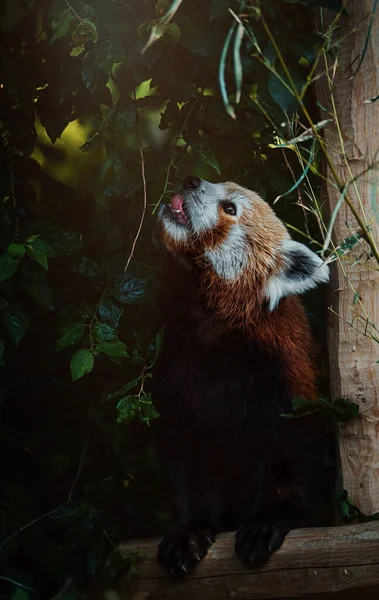 Kırmızı Panda (Ailurus fulgens) yaprakları yer