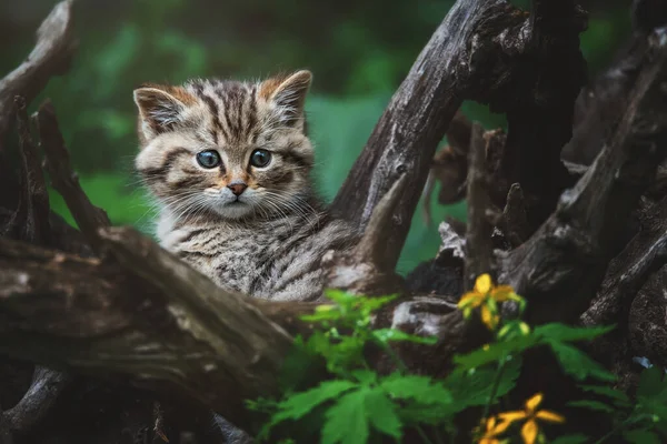 Avrupa vahşi kedisi (Felis silvestris) kedi yavrusu portresi