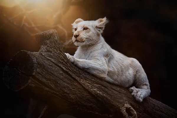 León Sudafricano Panthera Leo Krugeri Cubo Pequeño — Foto de Stock