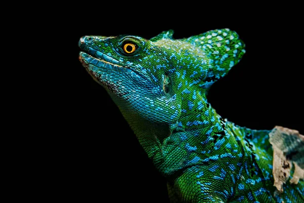Siyah arkaplanda izole edilmiş yeşil bazilikalar (Basiliscus plumifrons)