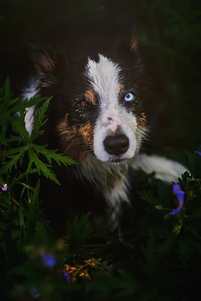 Fronteira Collie Detalhe Retrato — Fotografia de Stock