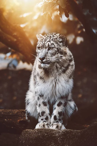 Kar leoparı (Panthera uncia) detaylı portresi