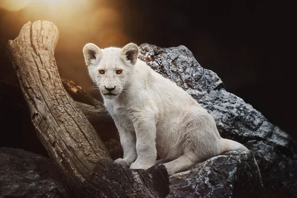 León Sudafricano Panthera Leo Krugeri Cubo Pequeño — Foto de Stock