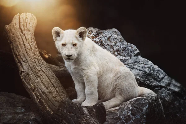 South African Lion Panthera Leo Krugeri Small Cube — Stock Photo, Image