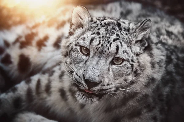 Kar leoparı (Panthera uncia) detaylı portresi