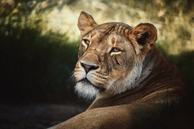 Aslan (Panthera leo) Aslanın detay portresi 