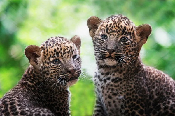 Retrato Detalle Leopardo Ceilán Panthera Pardus Kotiya — Foto de Stock