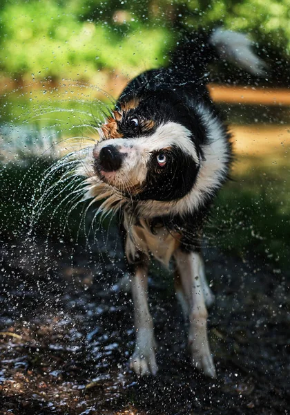 Sınır çoban köpeği ve su oyunu