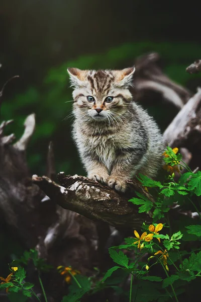 Europeisk Vild Katt Felis Silvestris Detalj Porträtt Katt Kattunge — Stockfoto