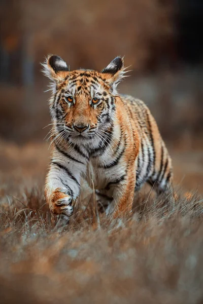 Tigre Siberiano Panthera Tigris Altaica Detalle Retrato — Foto de Stock