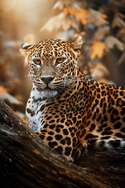 Seylan leoparı (Panthera pardus kotiya) detaylı portre