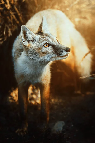 Renard Corse Vulpes Corsac Coucher Soleil — Photo