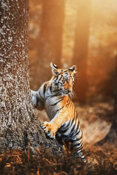 Sibirya kaplanı (Panthera tigris altaica) detaylı portre