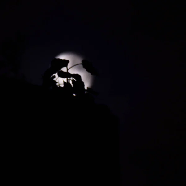 Luna Piena Nel Cielo Notturno Grande Super Luna Nel Cielo — Foto Stock