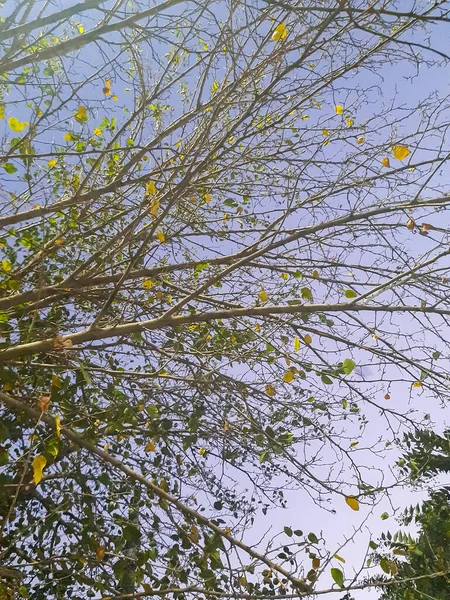 Árbol Grande Con Ramas Tierra Con Hierbas Grandes Árboles Naturaleza — Foto de Stock