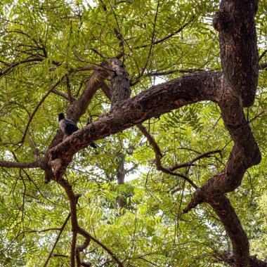 Dalları ve bitkileri olan büyük bir ağaç, doğadaki büyük ağaçlar, sabahları ormandaki büyük ve uzun bir ağacın manzarası.
