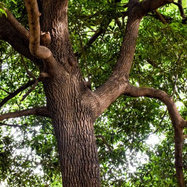 Dalları ve bitkileri olan büyük bir ağaç, doğadaki büyük ağaçlar, sabahları ormandaki büyük ve uzun bir ağacın manzarası.