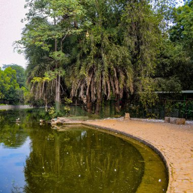 Dalları ve bitkileri olan büyük bir ağaç, doğadaki büyük ağaçlar, sabahları ormandaki büyük ve uzun bir ağacın manzarası.