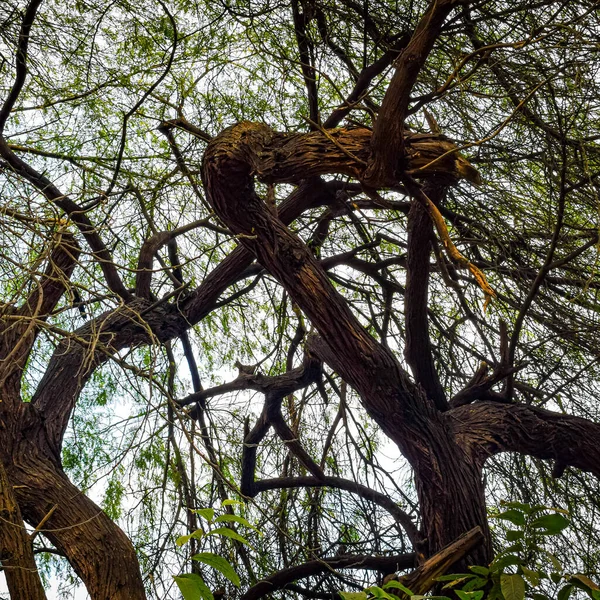 Big tree with branches and land with herbs, Big Trees in nature, scenic view of very big and tall tree in the forest in the morning