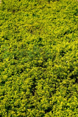 Sunder Nursery, Yeni Delhi Hindistan 'da Humayun' un Mezarı yakınlarında bulunan bir 16. yüzyıl miras parkı. Bu renkli çiçekler güzelliği ve ihtişamı arttırır. Bahar mevsimi çiçekleri açar.