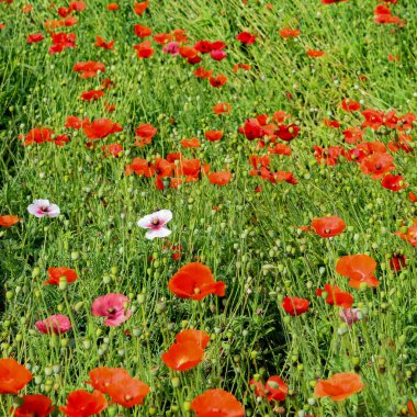Sunder Nursery, Yeni Delhi Hindistan 'da Humayun' un Mezarı yakınlarında bulunan bir 16. yüzyıl miras parkı. Bu renkli çiçekler güzelliği ve ihtişamı arttırır. Bahar mevsimi çiçekleri açar.
