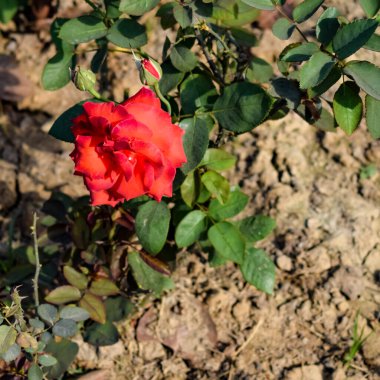 Sunder Nursery, Yeni Delhi Hindistan 'da Humayun' un Mezarı yakınlarında bulunan bir 16. yüzyıl miras parkı. Bu renkli çiçekler güzelliği ve ihtişamı arttırır. Bahar mevsimi çiçekleri açar.