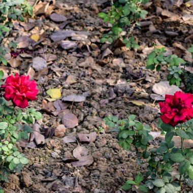 Sunder Nursery, Yeni Delhi Hindistan 'da Humayun' un Mezarı yakınlarında bulunan bir 16. yüzyıl miras parkı. Bu renkli çiçekler güzelliği ve ihtişamı arttırır. Bahar mevsimi çiçekleri açar.