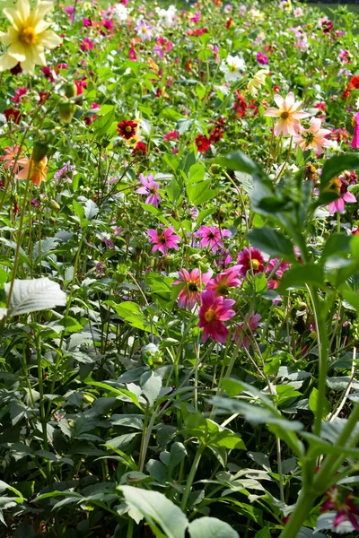 Sunder Nursery, Yeni Delhi Hindistan 'da Humayun' un Mezarı yakınlarında bulunan bir 16. yüzyıl miras parkı. Bu renkli çiçekler güzelliği ve ihtişamı arttırır. Bahar mevsimi çiçekleri açar.