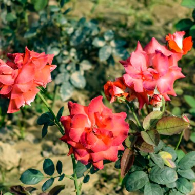 Sunder Nursery, Yeni Delhi Hindistan 'da Humayun' un Mezarı yakınlarında bulunan bir 16. yüzyıl miras parkı. Bu renkli çiçekler güzelliği ve ihtişamı arttırır. Bahar mevsimi çiçekleri açar.