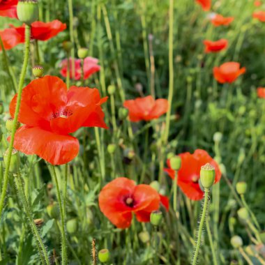 Sunder Nursery, Yeni Delhi Hindistan 'da Humayun' un Mezarı yakınlarında bulunan bir 16. yüzyıl miras parkı. Bu renkli çiçekler güzelliği ve ihtişamı arttırır. Bahar mevsimi çiçekleri açar.