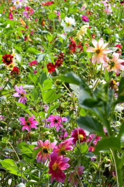 Sunder Nursery, Yeni Delhi Hindistan 'da Humayun' un Mezarı yakınlarında bulunan bir 16. yüzyıl miras parkı. Bu renkli çiçekler güzelliği ve ihtişamı arttırır. Bahar mevsimi çiçekleri açar.