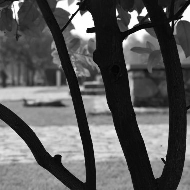 Dalları ve bitkileri olan büyük bir ağaç, doğadaki büyük ağaçlar, sabahları ormandaki büyük ve uzun bir ağacın manzarası.