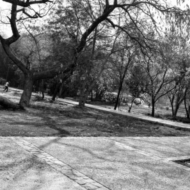 Dalları ve bitkileri olan büyük bir ağaç, doğadaki büyük ağaçlar, sabahları ormandaki büyük ve uzun bir ağacın manzarası.