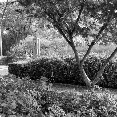 Dalları ve bitkileri olan büyük bir ağaç, doğadaki büyük ağaçlar, sabahları ormandaki büyük ve uzun bir ağacın manzarası.