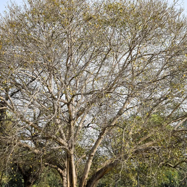 Árbol Grande Con Ramas Tierra Con Hierbas Grandes Árboles Naturaleza — Foto de Stock