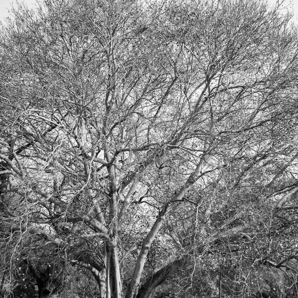 Árvore Grande Com Ramos Terra Com Ervas Árvores Grandes Natureza — Fotografia de Stock