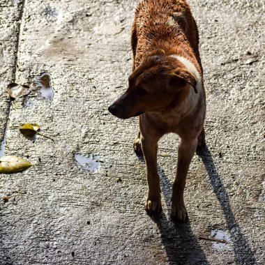 Harika yiyecekler arayan sokak köpeği, Eski Delhi bölgesinde köpek Yeni Delhi 'de Chandni Chowk, Hindistan, Delhi Sokak Fotoğrafçılığı, Yemek arayan sokak köpeği