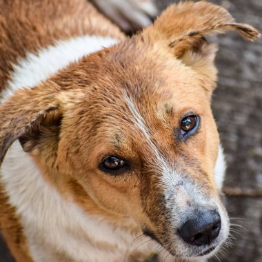 Harika yiyecekler arayan sokak köpeği, Eski Delhi bölgesinde köpek Yeni Delhi 'de Chandni Chowk, Hindistan, Delhi Sokak Fotoğrafçılığı, Yemek arayan sokak köpeği