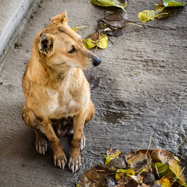 Street Dog Alla Ricerca Cibo Incredibile Cane Nella Vecchia Zona — Foto Stock