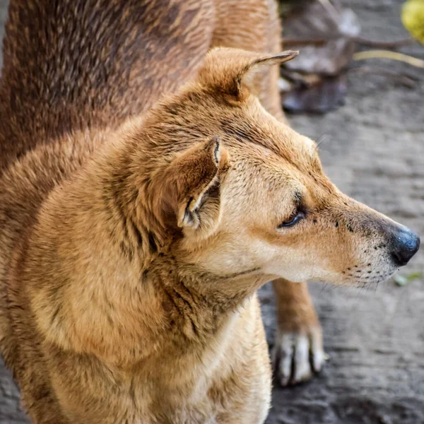 Street Dog Alla Ricerca Cibo Incredibile Cane Nella Vecchia Zona — Foto Stock