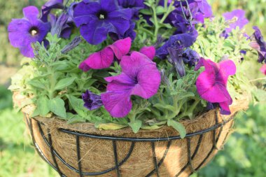 Her yıl Delhi NCR 'de düzenlenen Noida Çiçek Fuarı' nda gösterilen çok renkli güzel çiçekler, her yıl düzenlenen çiçek fuarında taze çiçekler ve yeşil bitkiler.