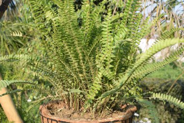 Her yıl Delhi NCR 'de düzenlenen Noida Çiçek Fuarı' nda gösterilen çok renkli güzel çiçekler, her yıl düzenlenen çiçek fuarında taze çiçekler ve yeşil bitkiler.