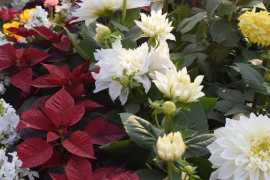 Her yıl Delhi NCR 'de düzenlenen Noida Çiçek Fuarı' nda gösterilen çok renkli güzel çiçekler, her yıl düzenlenen çiçek fuarında taze çiçekler ve yeşil bitkiler.