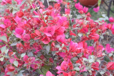 Her yıl Delhi NCR 'de düzenlenen Noida Çiçek Fuarı' nda gösterilen çok renkli güzel çiçekler, her yıl düzenlenen çiçek fuarında taze çiçekler ve yeşil bitkiler.