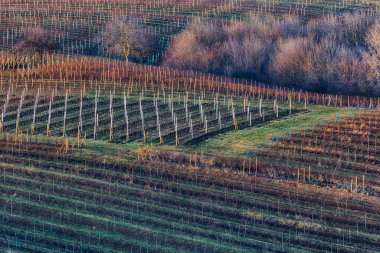 Güney Moravya 'nın güzel yuvarlanan manzarası - Moravian Toskana. Ön planda olgun yaprak döken ağaçların arka planında üzüm bağları olan bir alan..
