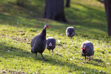 Numida meleagris - beautiful young herd of domestic guinea fowls grazing on a green field. clipart