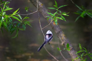 Aegithalos uyarıyor - küçük renkli bir kuş suyun üzerindeki ince bir dalda oturur ve söğüt ağacının yeşil yapraklarına bakar. Arka planda güzel bokeh.