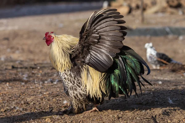 Adult Rooster Beautifully Colored Feathers Walks Garden Flutters Its Wings — Stock Photo, Image