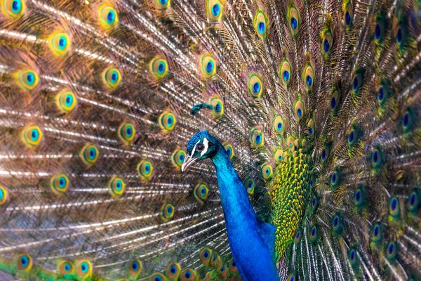 Pavo cristatus - a blue peacock that stands with its tail outstretched and wooes the peacock in the beautiful setting sun. Spring