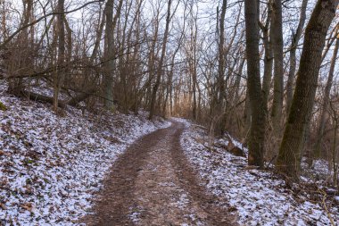 Palava, Güney Moravya 'da kış ormanı yolu. Çek Cumhuriyeti, gün batımında çıplak ağaçlarla kaplı manzaralı patika